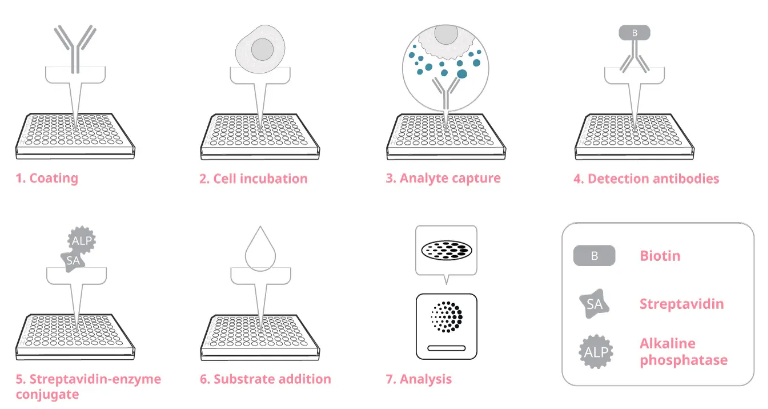 ELISpot小技巧之静置细胞