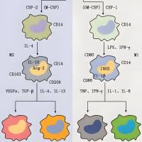 负载过氧化氢酶（CAT）的单宁酸（TA）自组装纳米颗粒被M2型小胶质细胞膜包裹