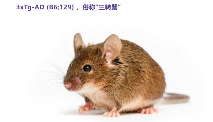 3xTg-AD小鼠