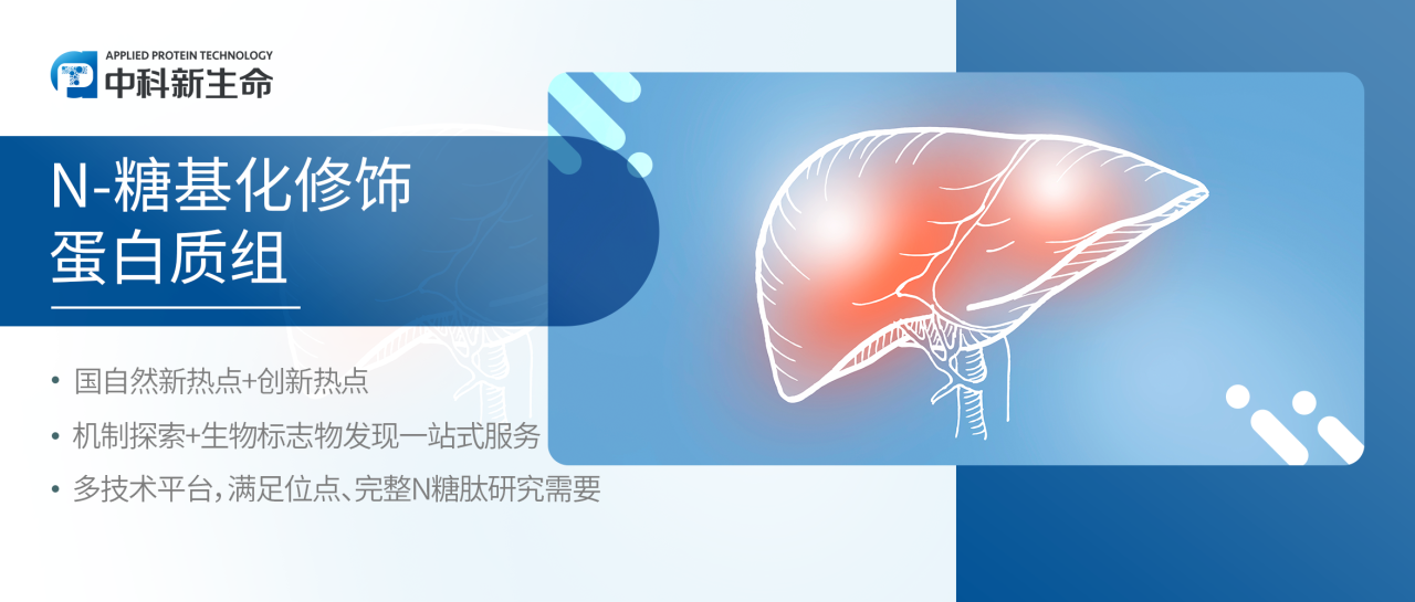 项目文章Hepatology | 陆军军医大学揭示SLC35C1诱导CEACAM1岩藻糖基化减轻胆汁淤积性肝损伤和炎症