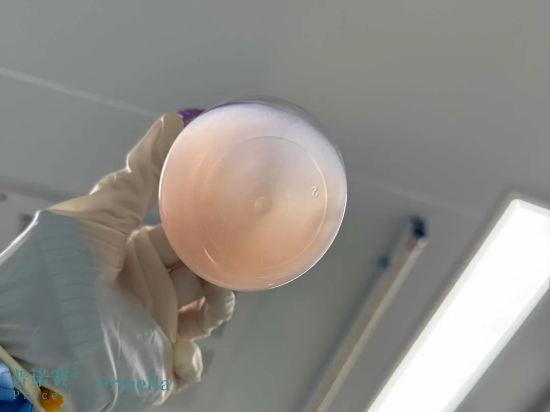 CHO-S细胞加入 抗细胞结团剂 CHO-S细胞加入 抗细胞结团剂