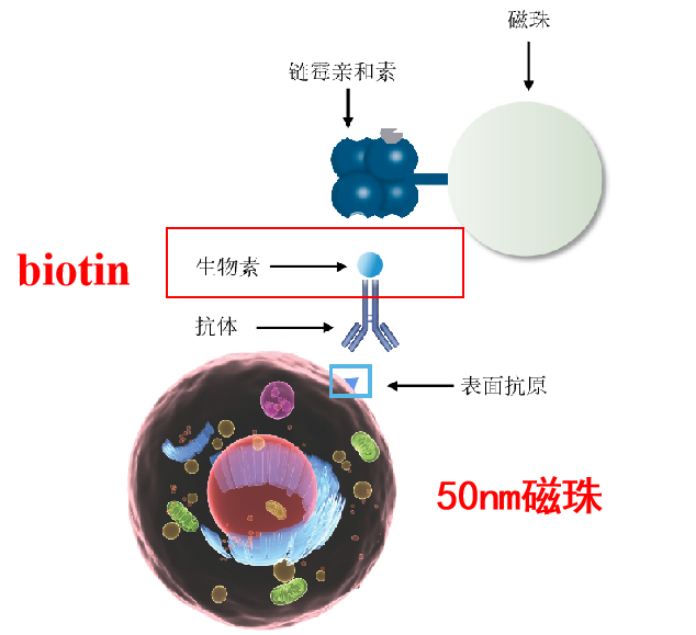 新品速递 | 瑞沃德推出通用型链霉亲和素磁珠，百搭型选手，应用超广泛！