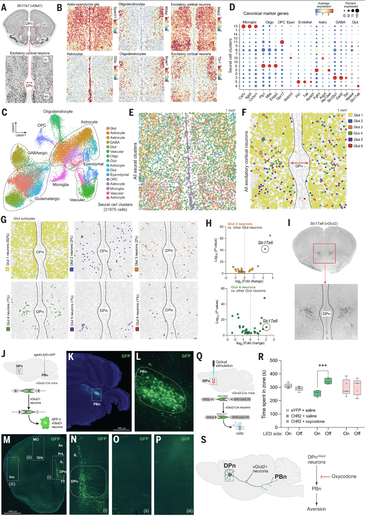Science | 组织透明化三维成像技术揭示控制成瘾的关键区域并解密了opioid的“大脑开关”