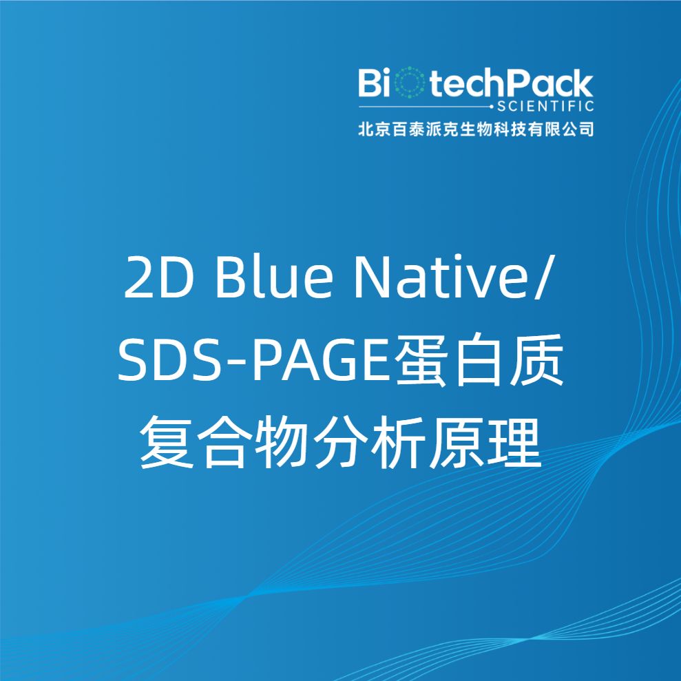 2D Blue Native/SDS-PAGE蛋白质复合物分......