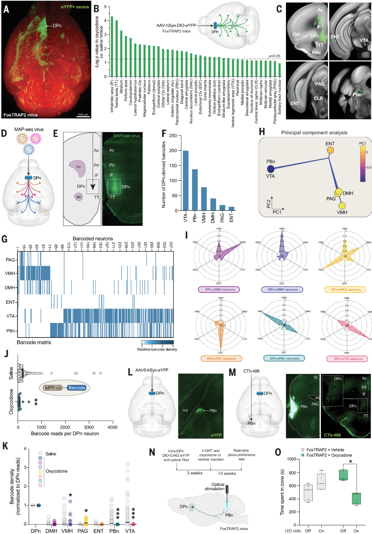 Science | 组织透明化三维成像技术揭示控制成瘾的关键区域并解密了opioid的“大脑开关”