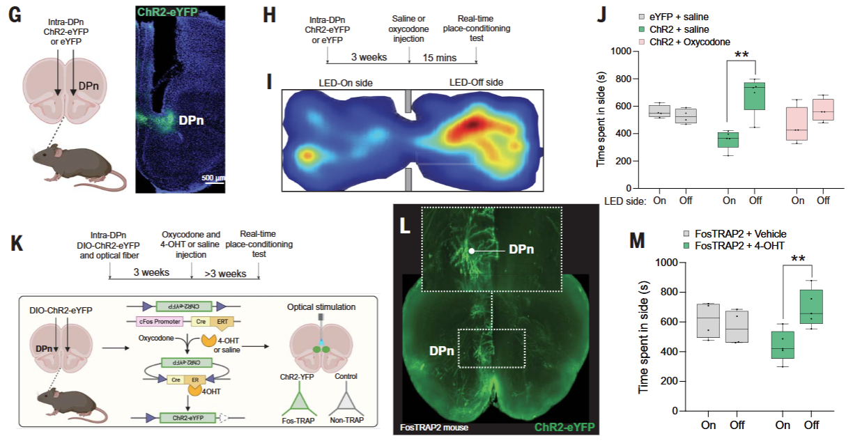 Science | 组织透明化三维成像技术揭示控制成瘾的关键区域并解密了opioid的“大脑开关”