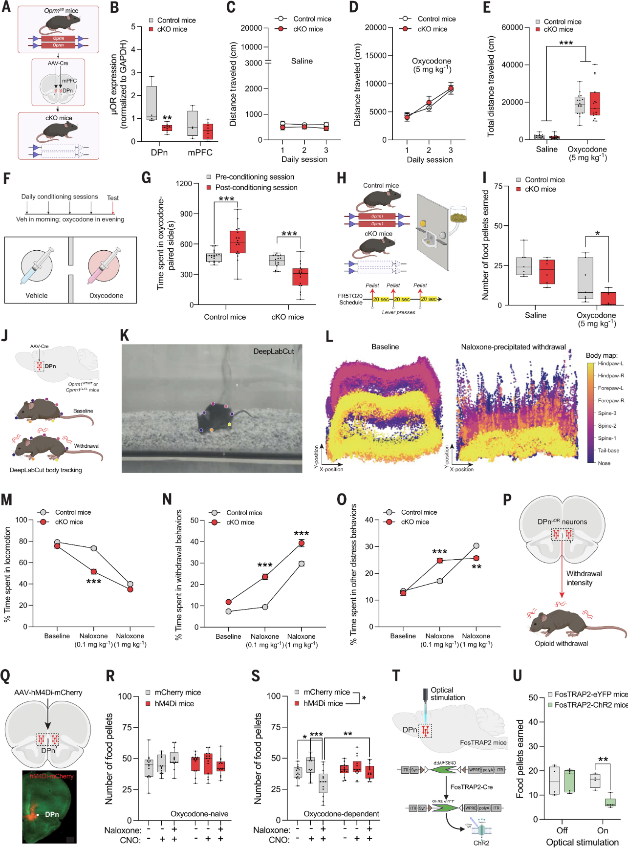 Science | 组织透明化三维成像技术揭示控制成瘾的关键区域并解密了opioid的“大脑开关”