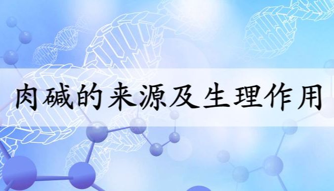 肉碱的来源及生理作用