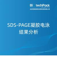 SDS-PAGE凝胶电泳结果分析-百泰派克生物科技