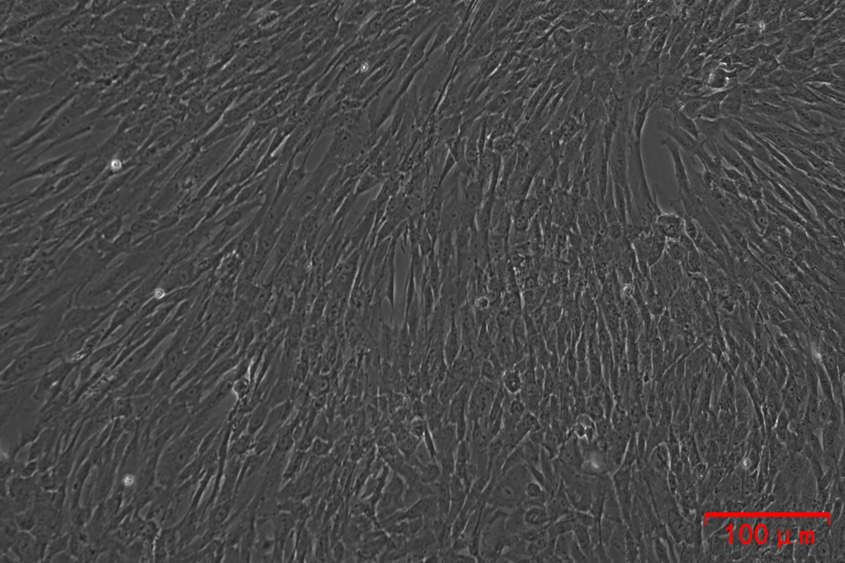 细胞“小情绪”，血清来安抚！选对血清，培养无忧