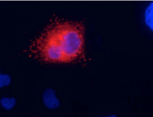 NeuroMab-抗Kv7.1/KNQ1 K+通道抗体正在促销