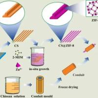 壳聚糖(CS)纳米颗粒包封姜黄素(Cur)