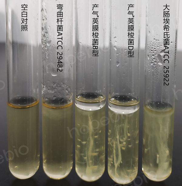 甘氨酸培养基原理和使用方法