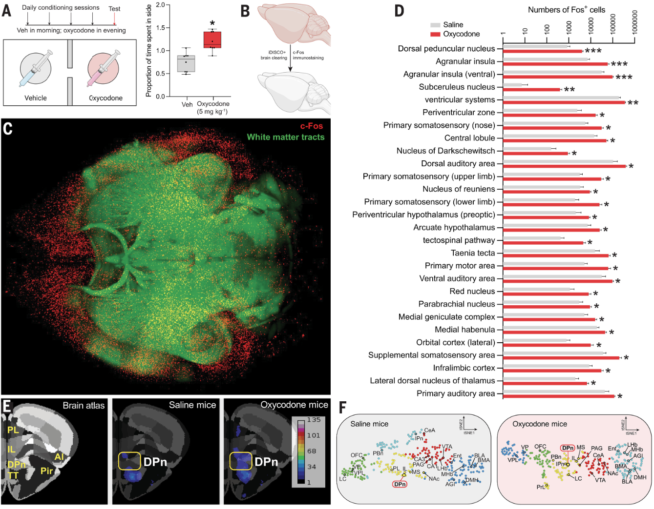 Science | 组织透明化三维成像技术揭示控制成瘾的关键区域并解密了opioid的“大脑开关”