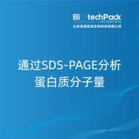 通过SDS-PAGE分析蛋白质分子量