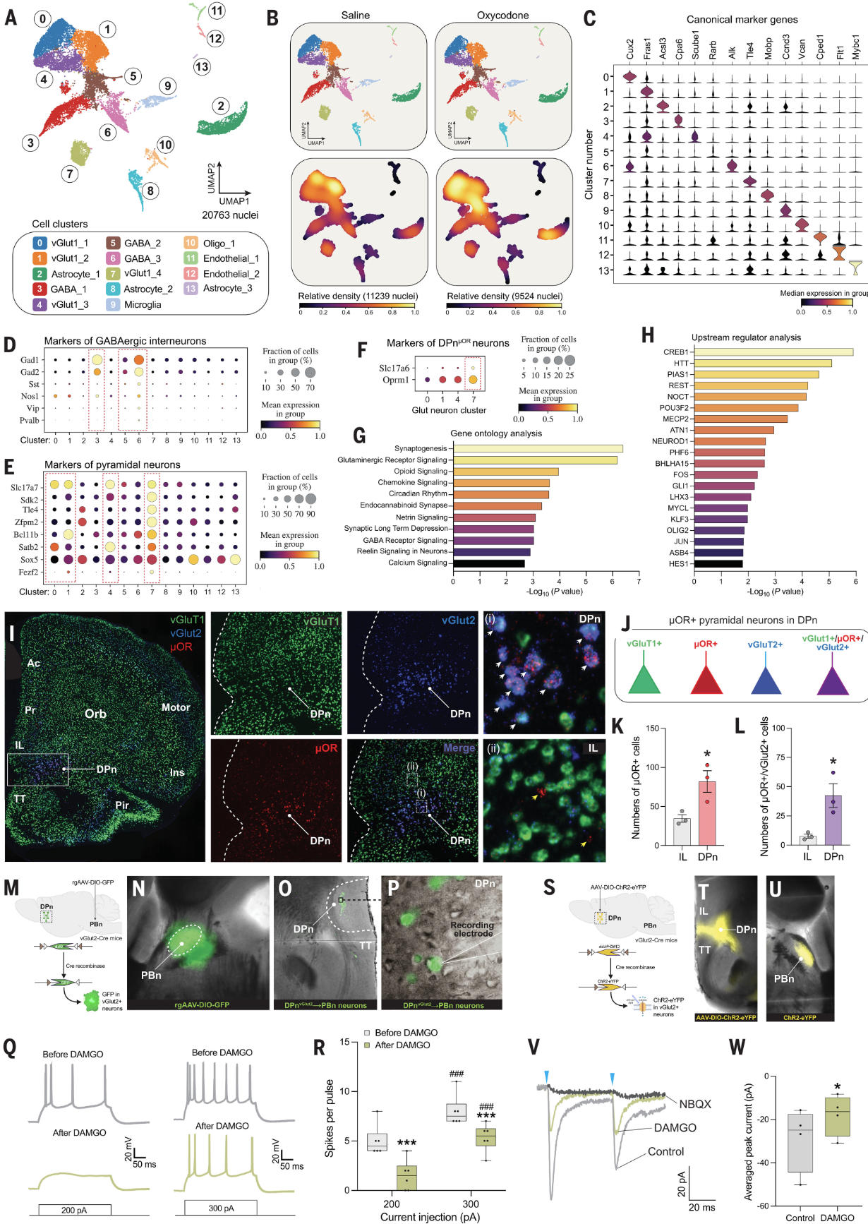 Science | 组织透明化三维成像技术揭示控制成瘾的关键区域并解密了opioid的“大脑开关”