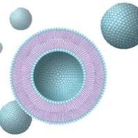 脂质体包封毛蕊异黄酮(MF)