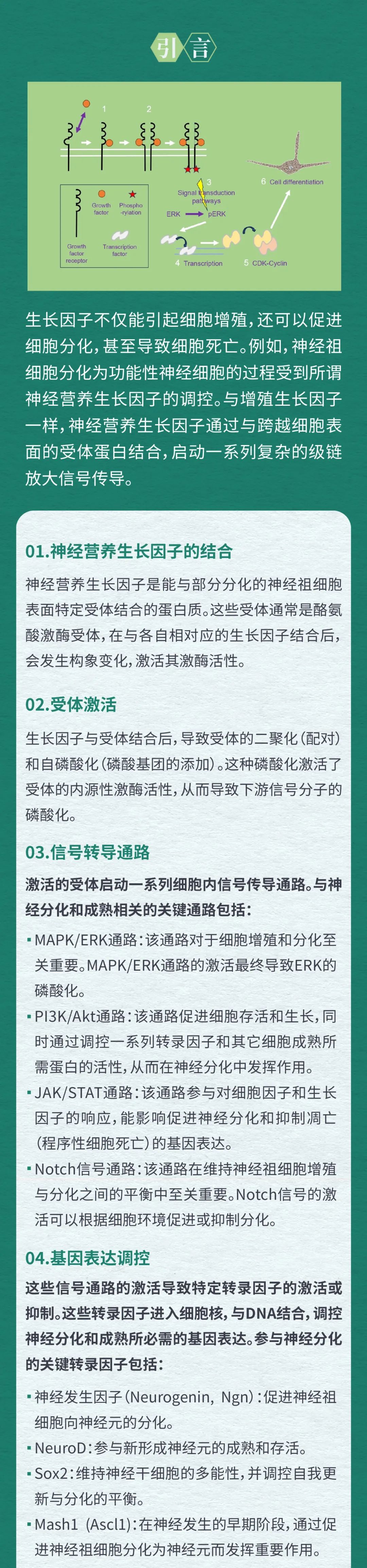 生长因子是如何导致细胞分化的？