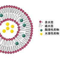 脂质体包封水飞蓟素（silymarin）