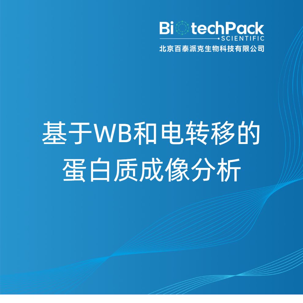 基于WB和电转移的蛋白质成像分析