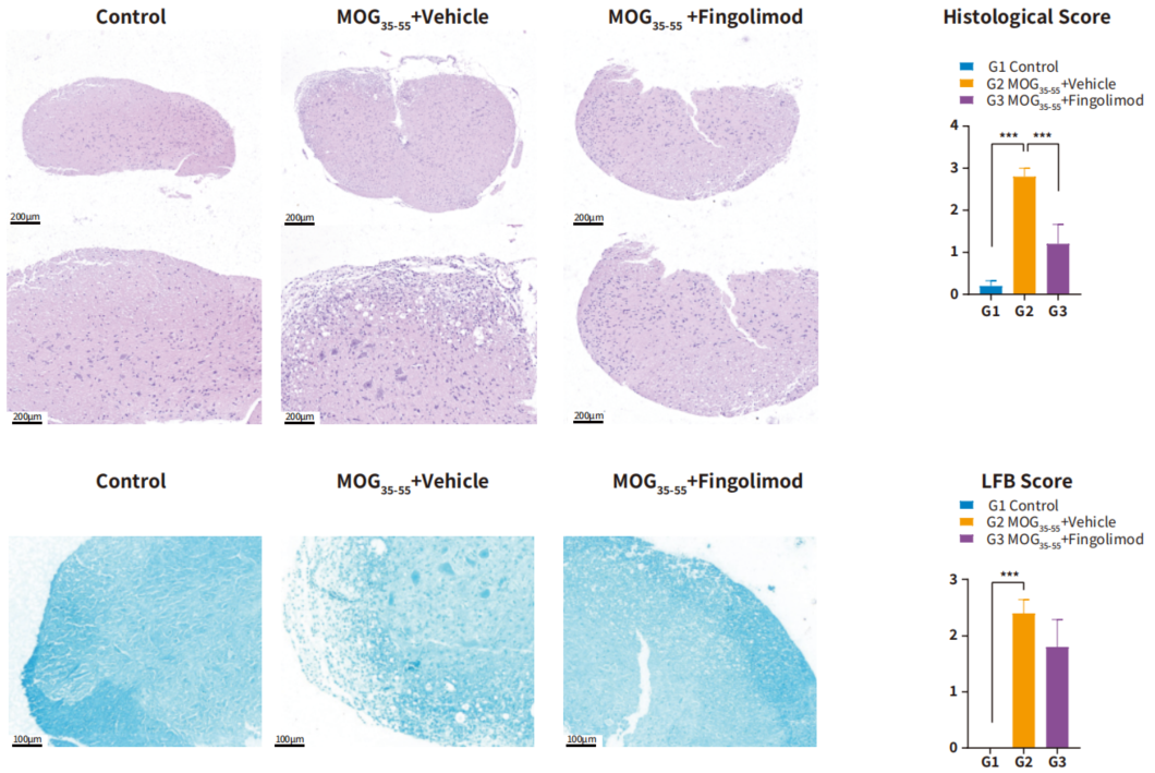 自免和炎症疾病药物开发，离不开这些小鼠