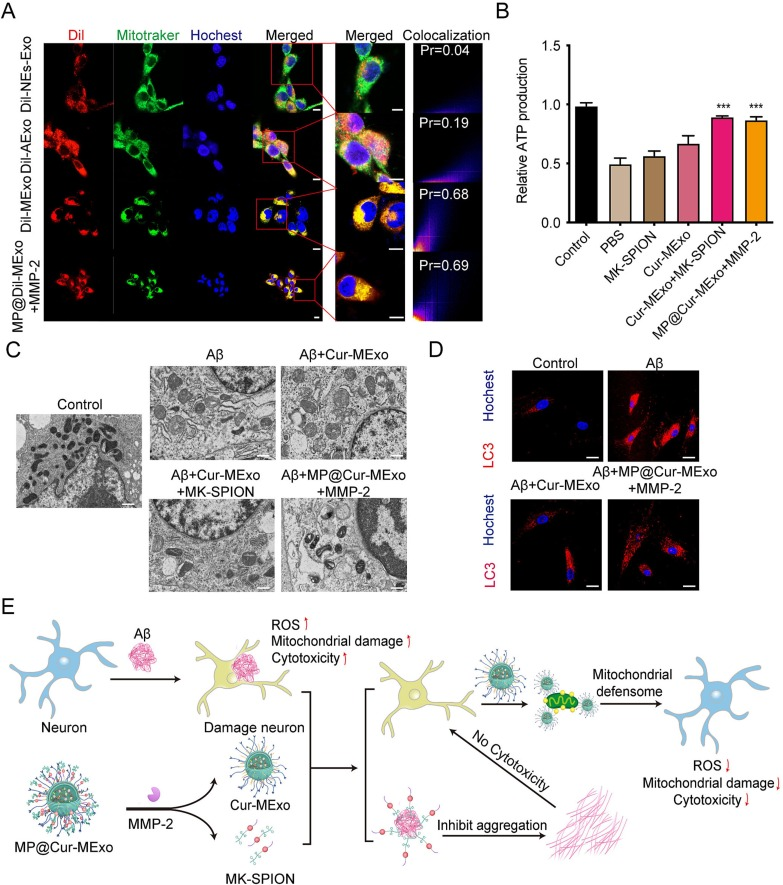 外泌体载药 外泌体载药