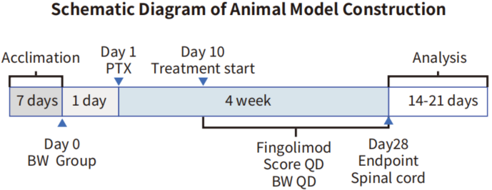 自免和炎症疾病药物开发，离不开这些小鼠