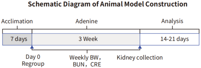 自免和炎症疾病药物开发，离不开这些小鼠