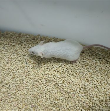 癫痫小鼠模型