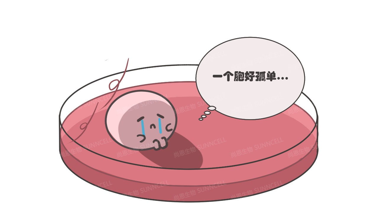 细胞“罢工”？！细胞传代后增殖缓慢之谜！