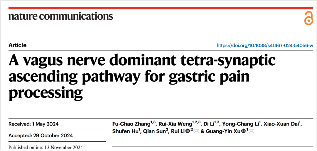 IF=14.7【客户文章】Nat Commun︱苏州大学徐广银教授/李锐教授团队解析胃部疼痛信号的上行传导新机制