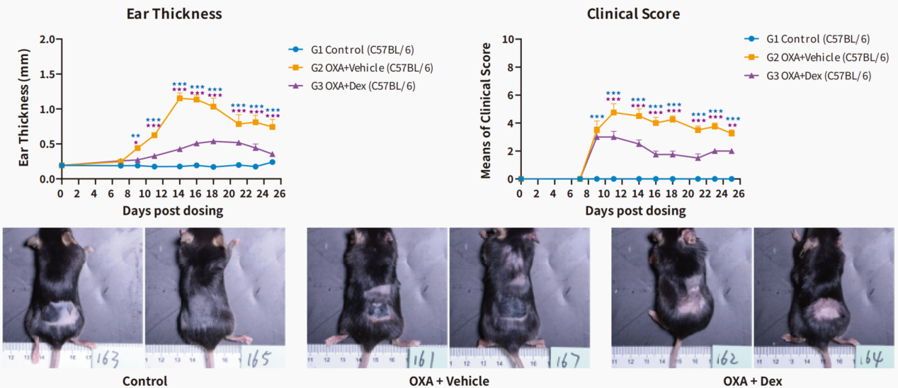 自免和炎症疾病药物开发，离不开这些小鼠