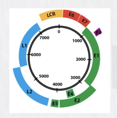 人乳头瘤病毒介绍