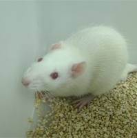 哮喘大鼠模型构建