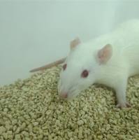 瘢痕大小鼠模型