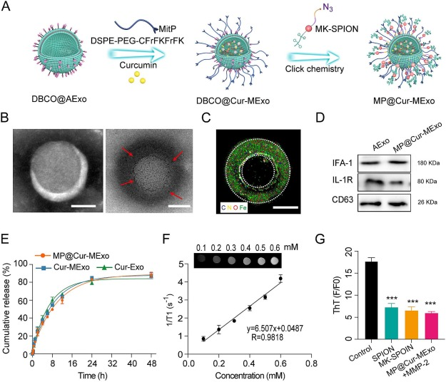 外泌体鉴定 外泌体鉴定