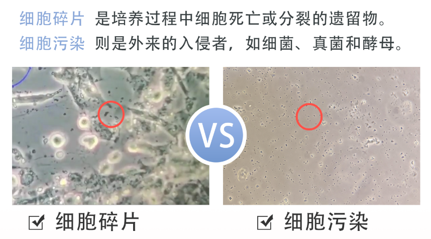 细胞碎片长什么样，如何和污染区分？