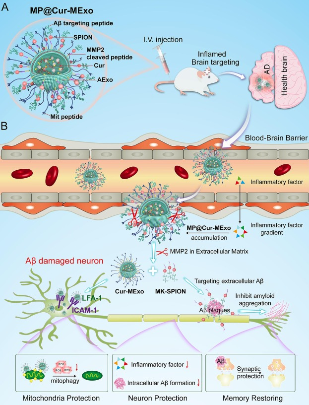 外泌体载药 外泌体载药