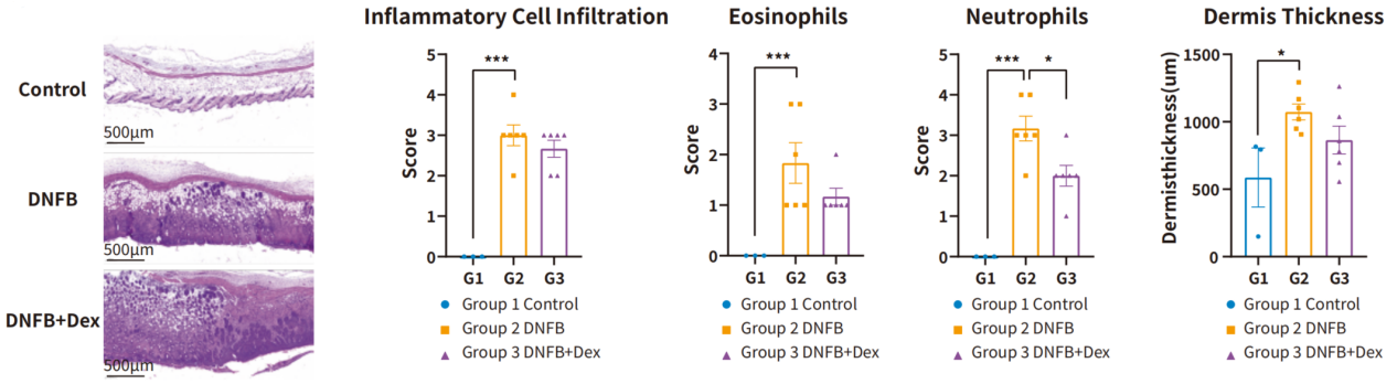 自免和炎症疾病药物开发，离不开这些小鼠