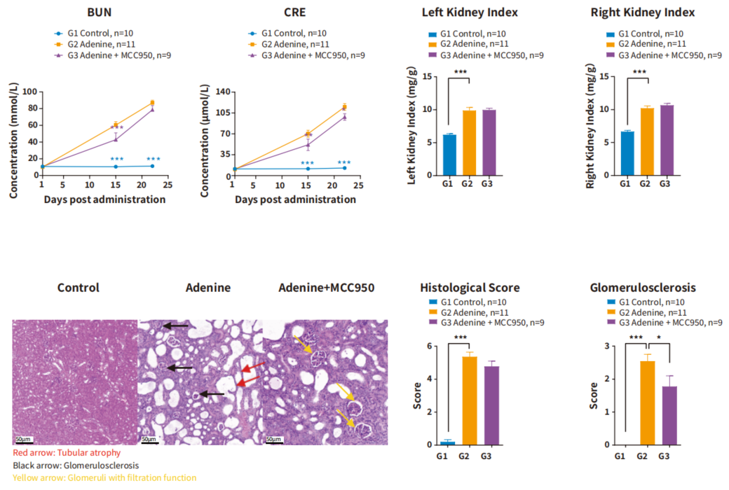 自免和炎症疾病药物开发，离不开这些小鼠