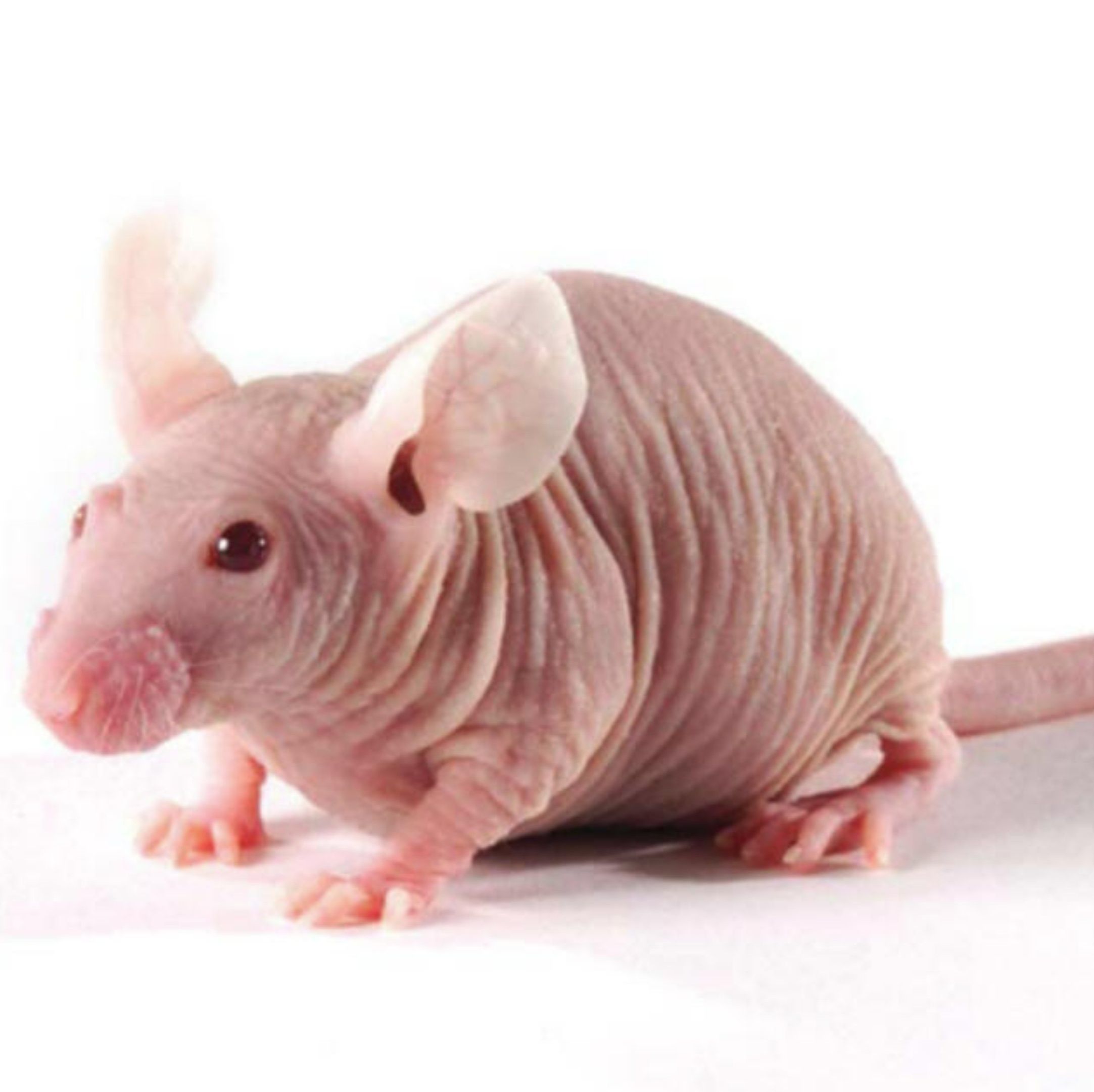 Nude Rat(F344)免疫缺陷鼠 SPF级别 贝赛模式