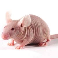 Nude Rat（F344）免疫缺陷鼠 SPF级别 贝赛模式