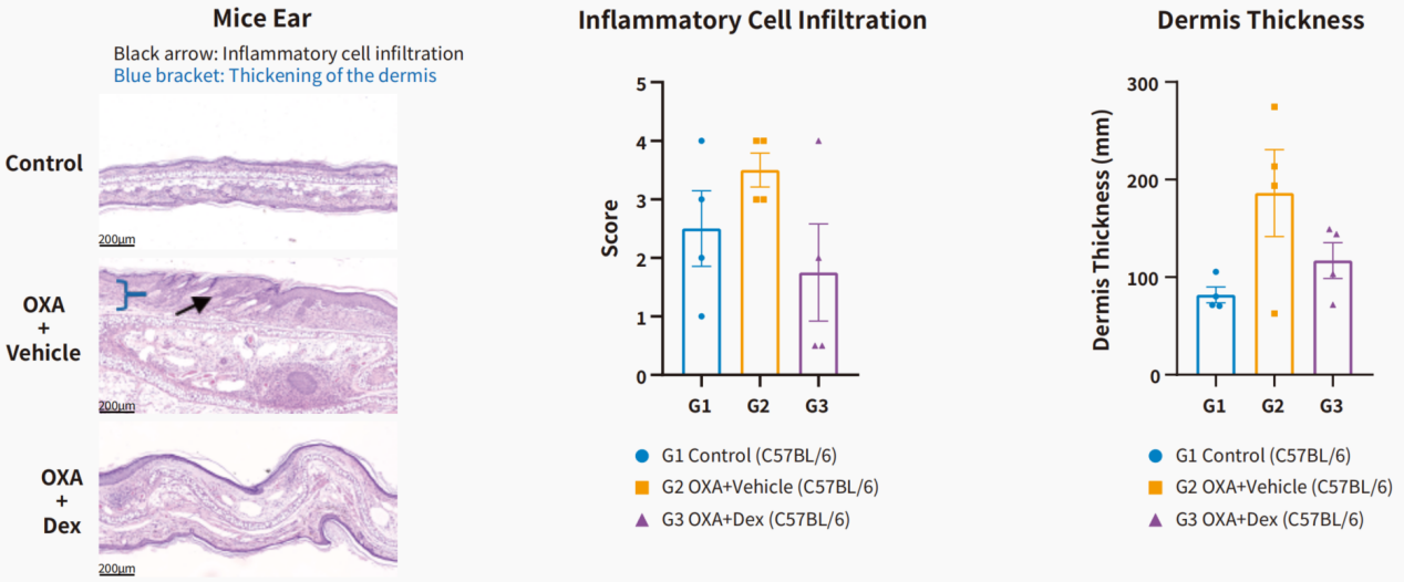 自免和炎症疾病药物开发，离不开这些小鼠