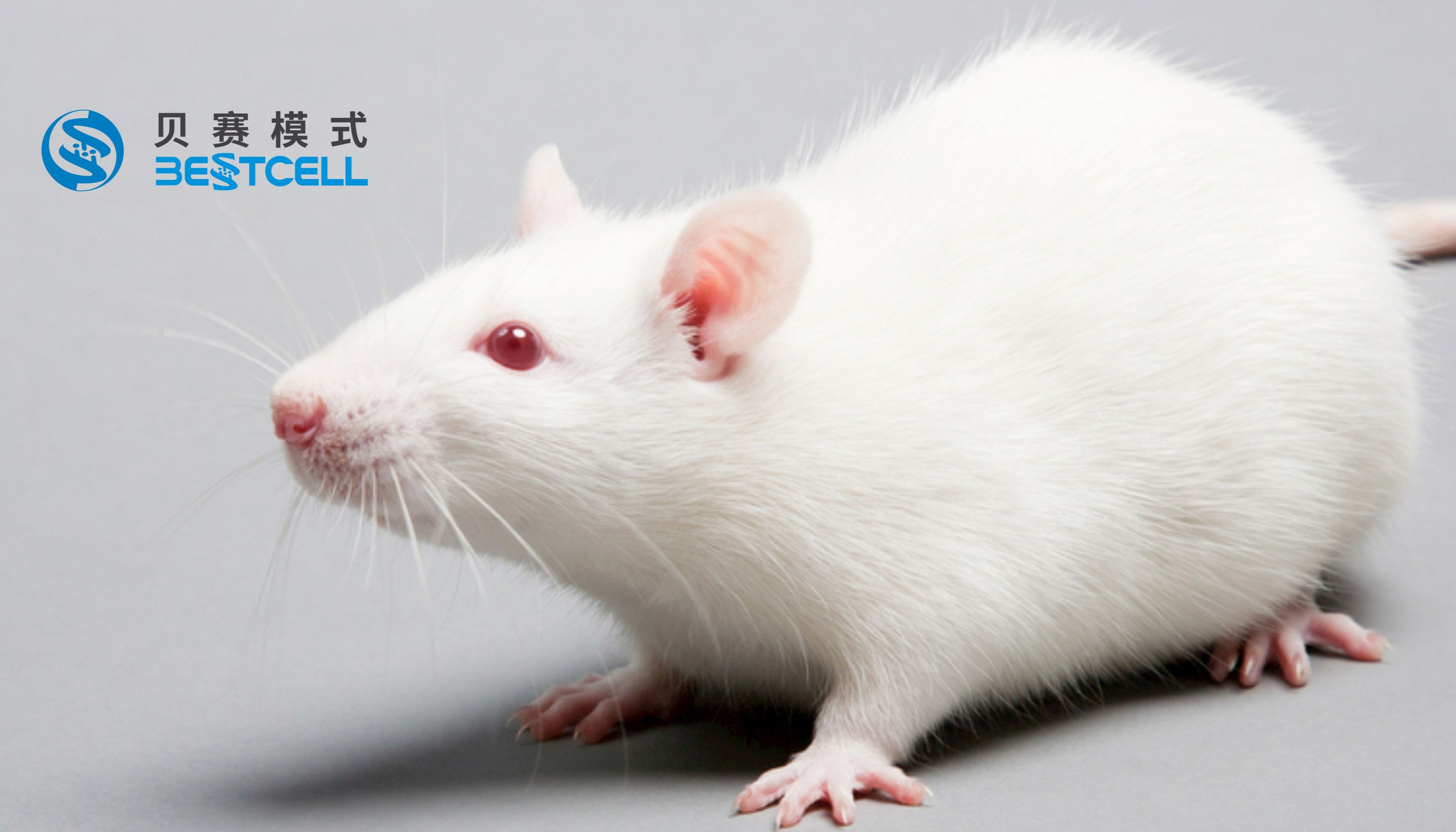 动物模型 | 小鼠慢性疲劳综合症构建