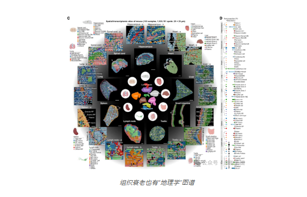 衰老细胞——组织衰老也有地理学