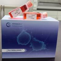 MSTO-211H、MSTO-211H细胞、MSTO211H细胞、MSTO211H、人