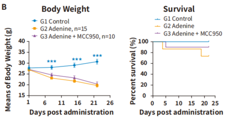 自免和炎症疾病药物开发，离不开这些小鼠