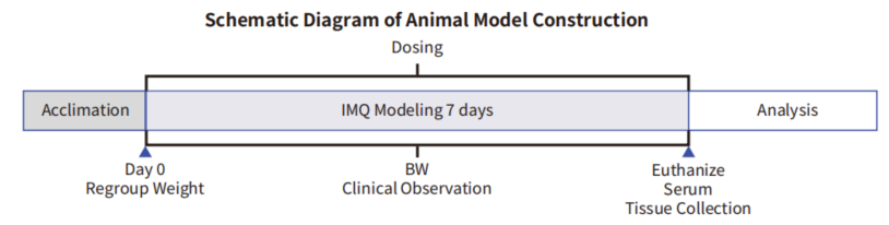 自免和炎症疾病药物开发，离不开这些小鼠
