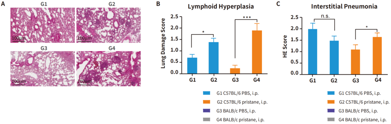 自免和炎症疾病药物开发，离不开这些小鼠