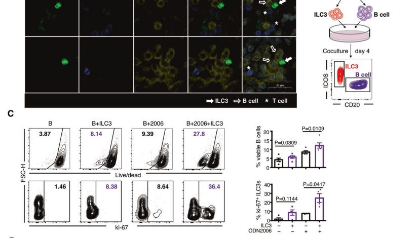 揭秘免疫细胞的“对话”：多重荧光免疫组化染色技术